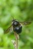 227363 – Photo : D. Martinez – Philippines