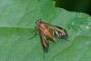 227311 – Photo : D. Martinez – Philippines