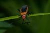 227759 – Photo : D. Martinez – Philippines
