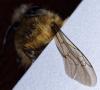Anthophora plumipes
