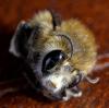 Anthophora plumipes