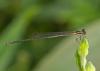 227752 – Photo : David – Malaisie