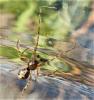 227781 – Photo : ORCHALLAN – France (44)