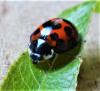 227770 – Photo : ORCHALLAN – France (44)