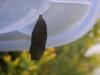 227476 – Photo : Dominique THAUVIN – France (45)