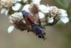 227946 – Photo : Catherine Reymonet-Smitten – France (19)