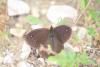 227729 – Photo : C.gager – France (06)