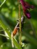227743 – Photo : BourrinOman – France (83)