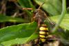 227498 – Photo : Roland Seitre – France (92)