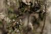 227657 – Photo : Thierry Wattez – France (79)