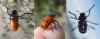 227404 – Photo : Guillaume Paulus – France (13)