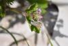 227716 – Photo : Valentin SENDAT – France (34)