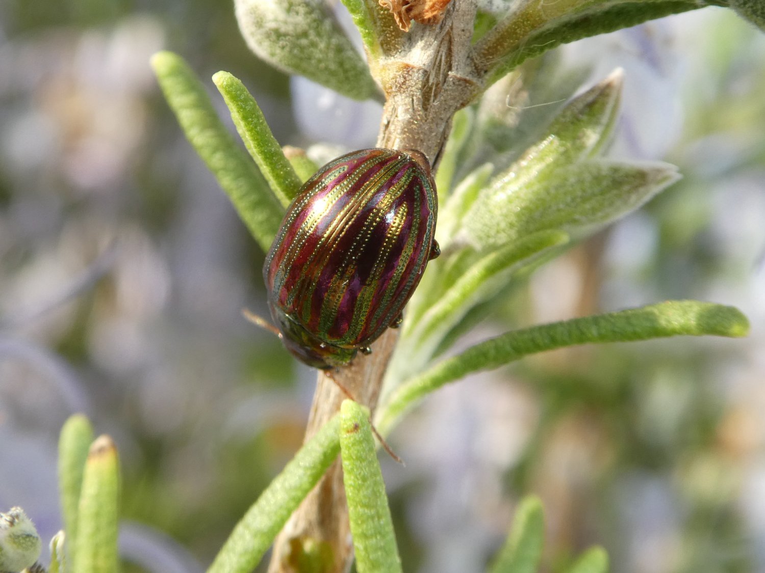 Andre Astric - Chrysolina (Taeniochrysea) americana - réf. 227652 (1500 x 1125 pixels, 199 ko)