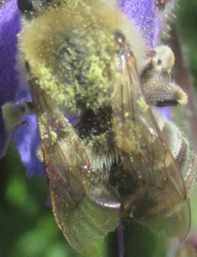 Eucera sp.