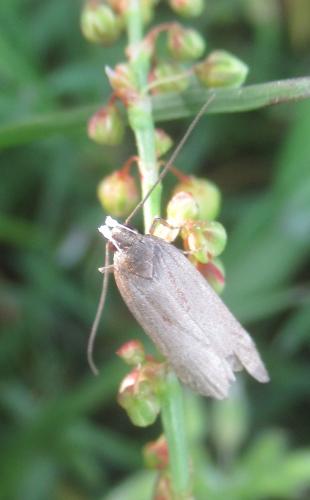 Aroga velocella