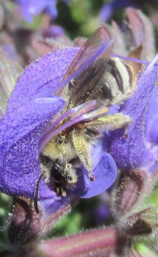Eucera sp.