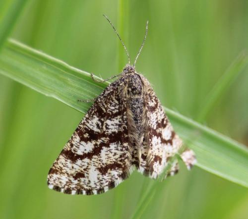 Réf. 228 621 : Ematurga atomaria
