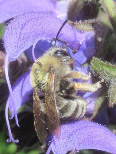 Eucera sp.