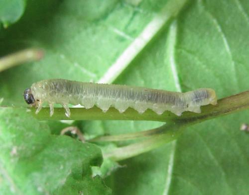 Macrophyopsis nebulosum