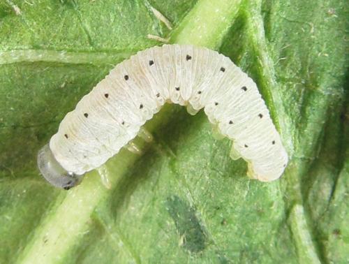 Macrophyopsis nebulosum