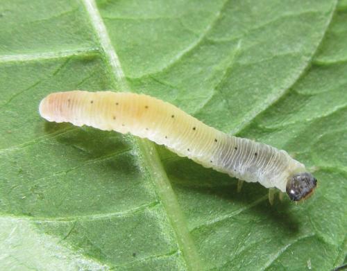 Macrophyopsis nebulosum