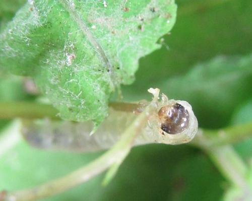 Réf. 228 647 : Macrophyopsis nebulosum