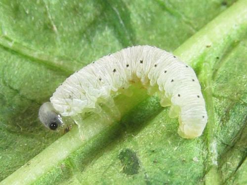 Macrophyopsis nebulosum