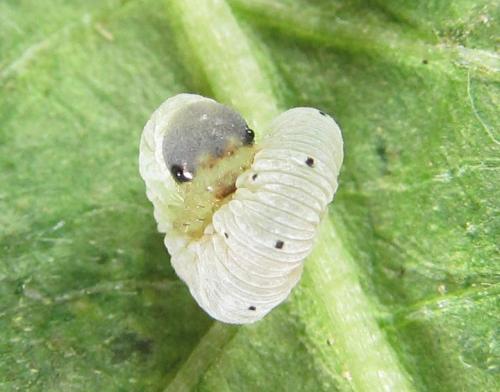 Macrophyopsis nebulosum