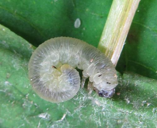 Macrophyopsis nebulosum