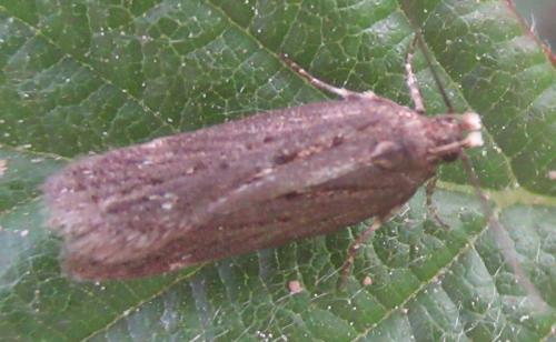 Aroga velocella