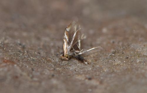 Réf. 228 314 : Phyllonorycter sp.