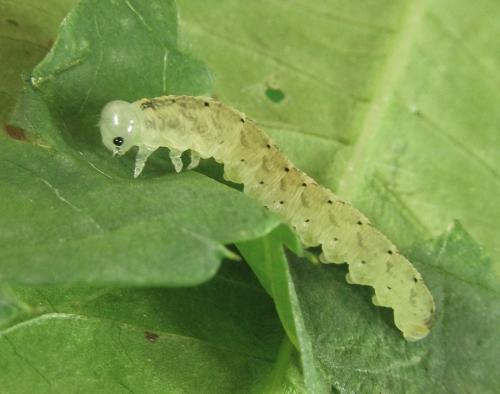 Macrophyopsis nebulosum