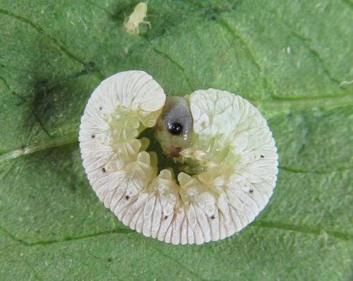 Réf. 228 649 : Macrophyopsis nebulosum
