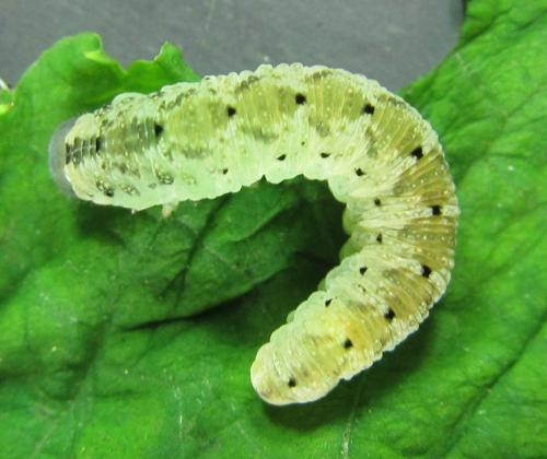 Macrophyopsis nebulosum