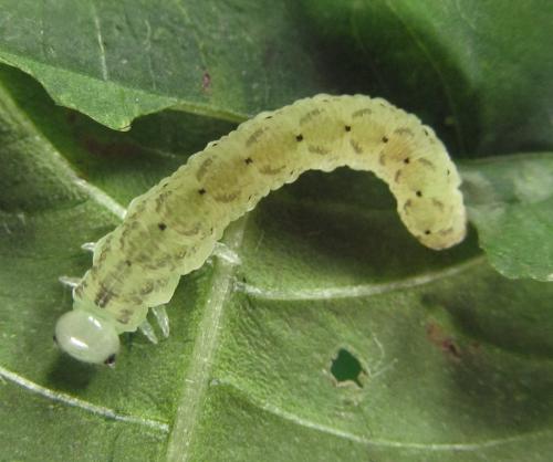 Macrophyopsis nebulosum