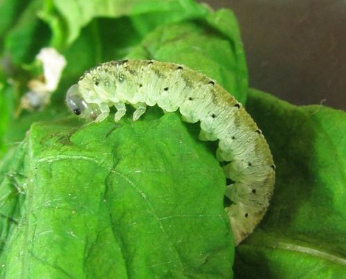 Macrophyopsis nebulosum