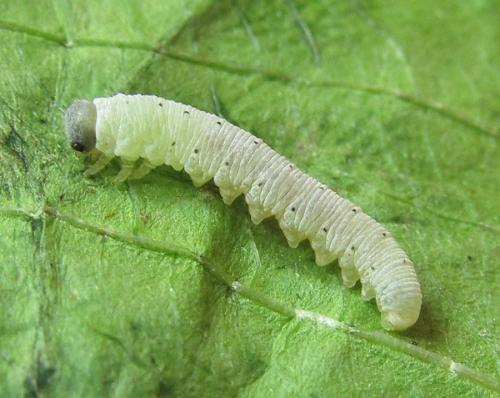 Macrophyopsis nebulosum