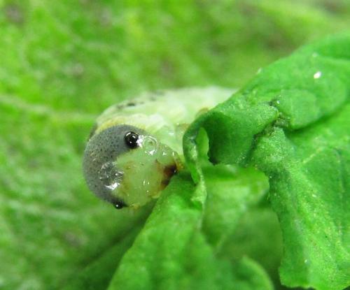 Macrophyopsis nebulosum