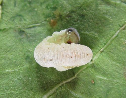 Macrophyopsis nebulosum