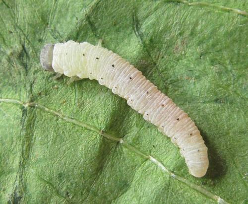 Macrophyopsis nebulosum