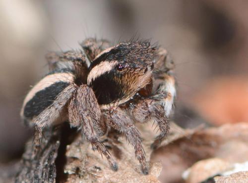 Aelurillus luctuosus
