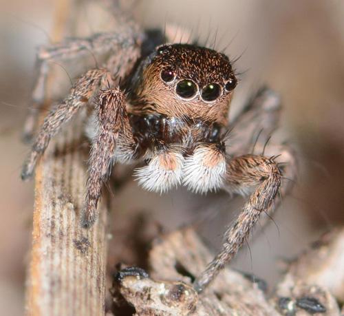 Aelurillus luctuosus