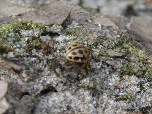 Tytthaspis sedecimpunctata