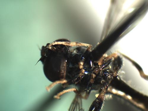 Neoascia meticulosa