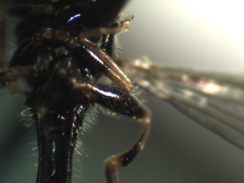 Neoascia meticulosa