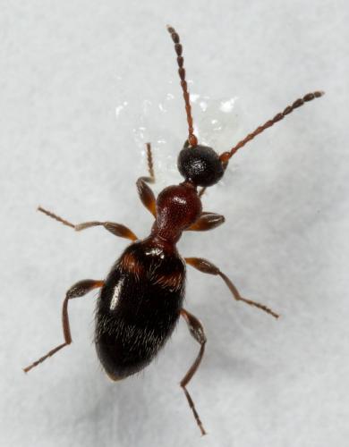 Réf. 228 092 : Anthelephila pedestris