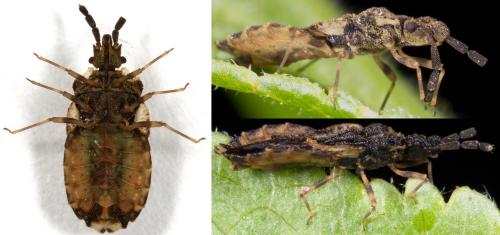 Aradus depressus