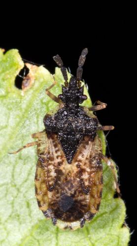Réf. 228 163 : Aradus depressus