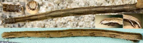 Scopula sp.