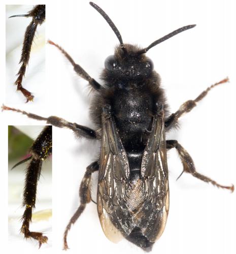 Melecta albifrons
